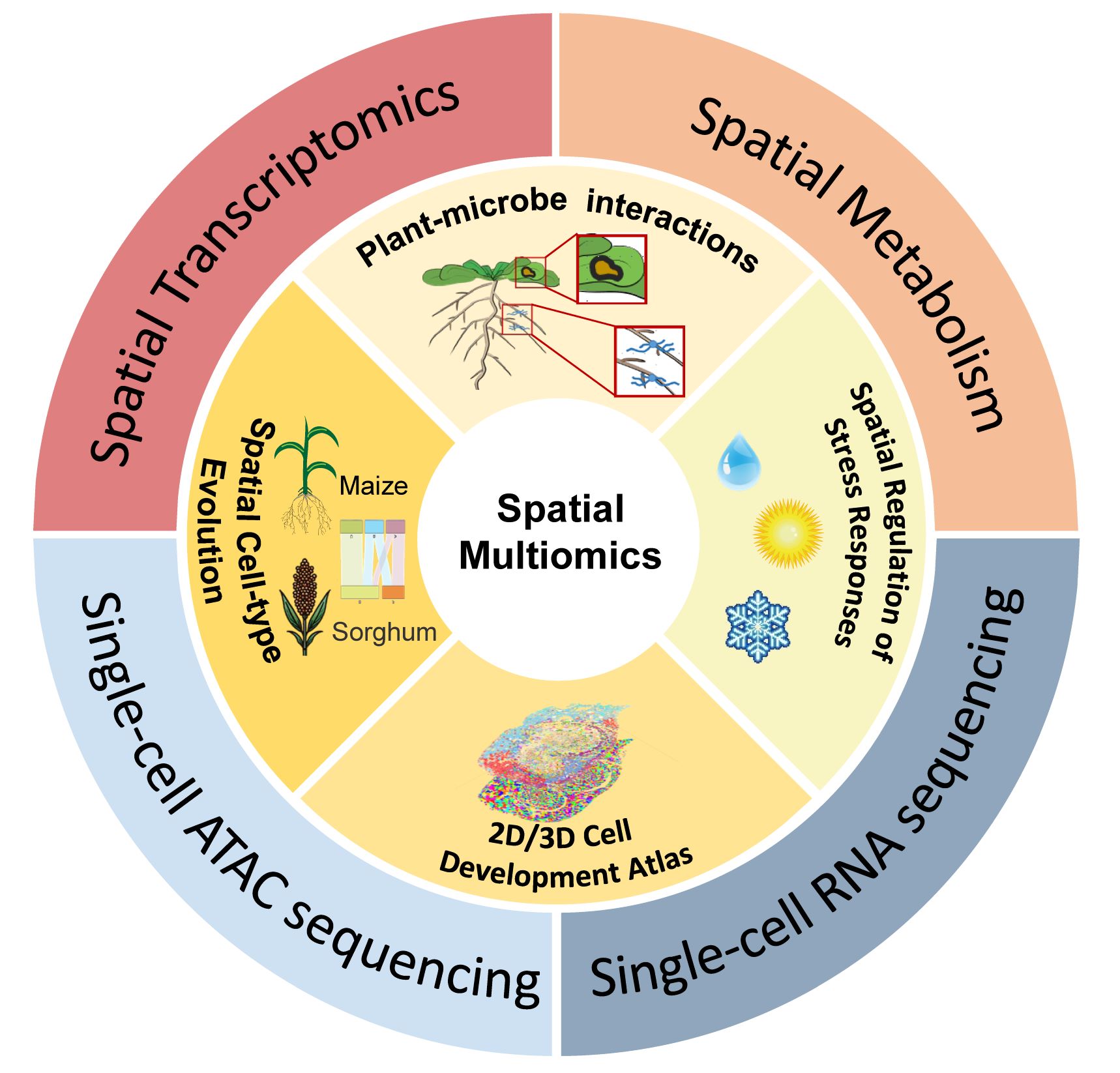 Applications of spatial multiomics technologies in plant science.